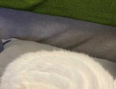猫の画像