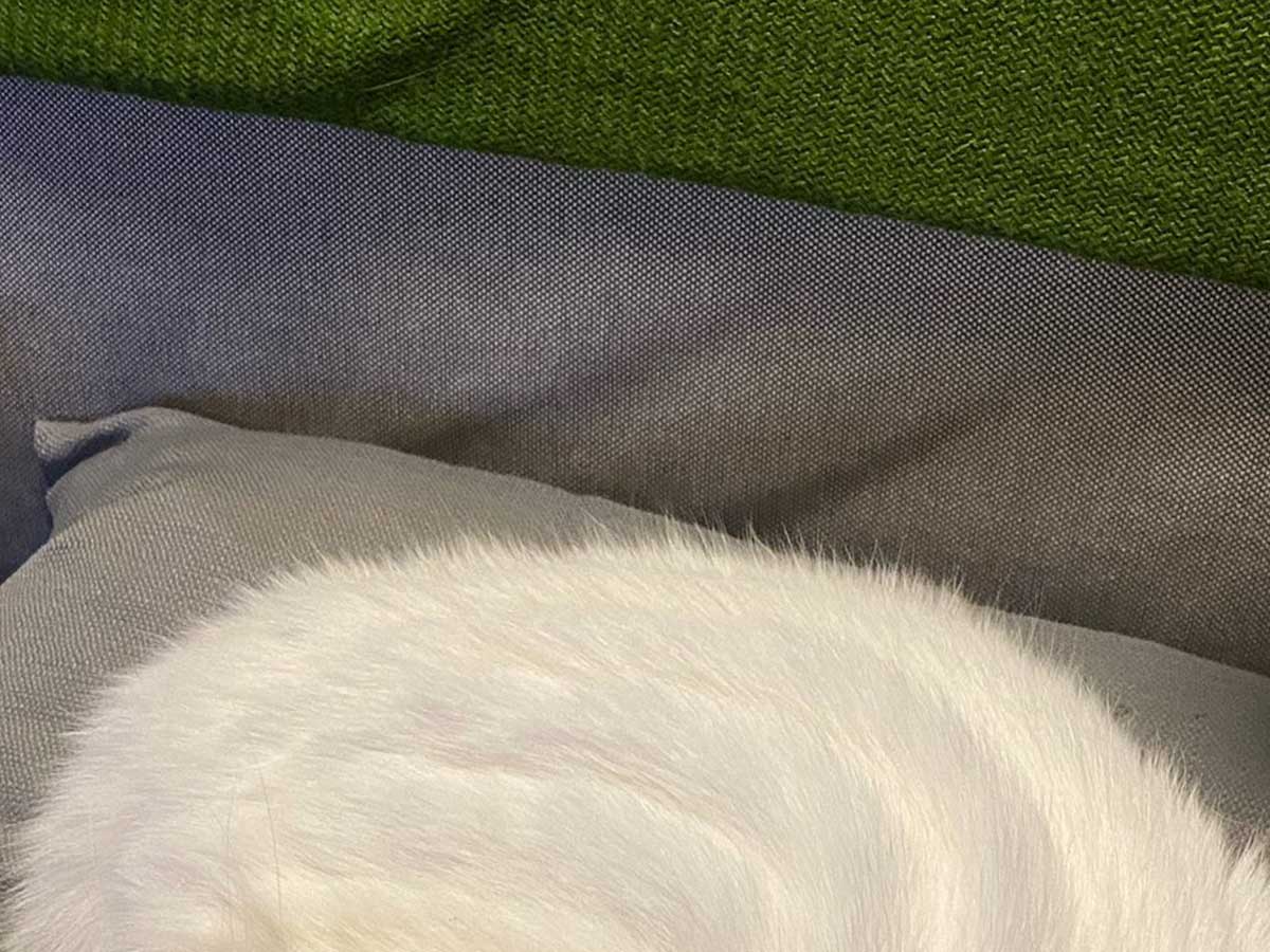 猫の画像