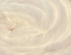 猫の画像
