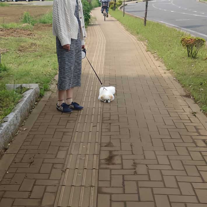 犬の画像