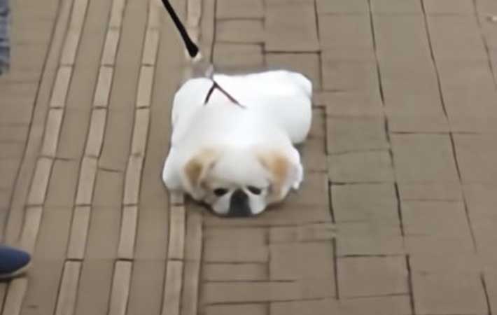 犬の画像
