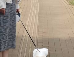 犬の散歩の画像