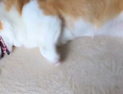 犬の画像