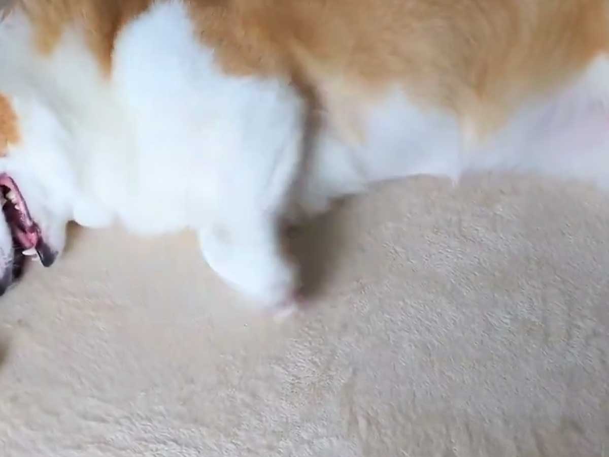 犬の画像