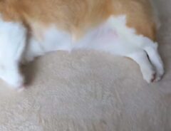 犬の画像