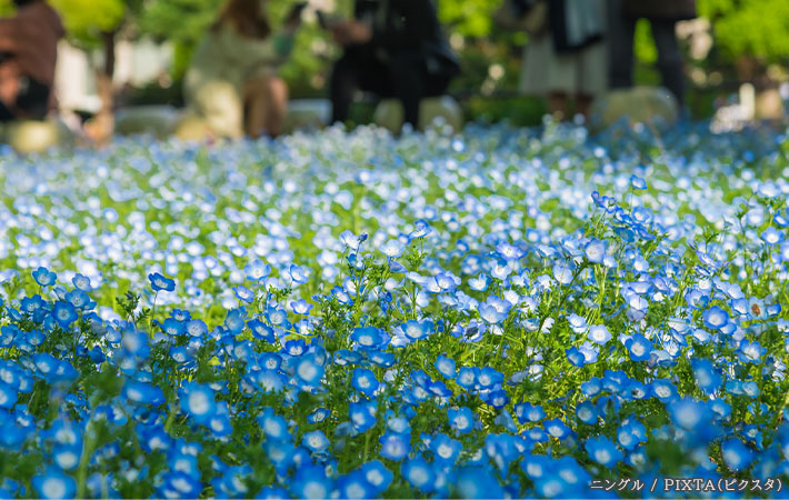 花畑の写真
