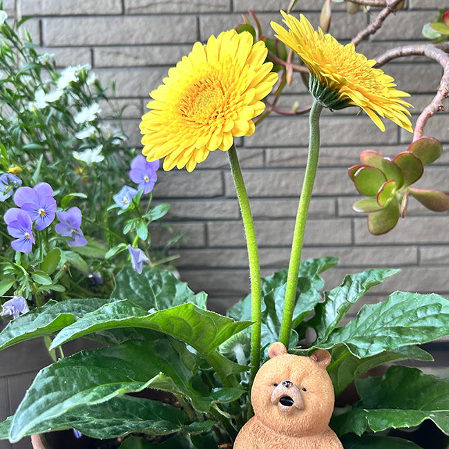 ガーデニングとクマの置物