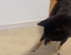 犬の写真