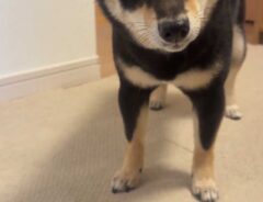 犬の写真