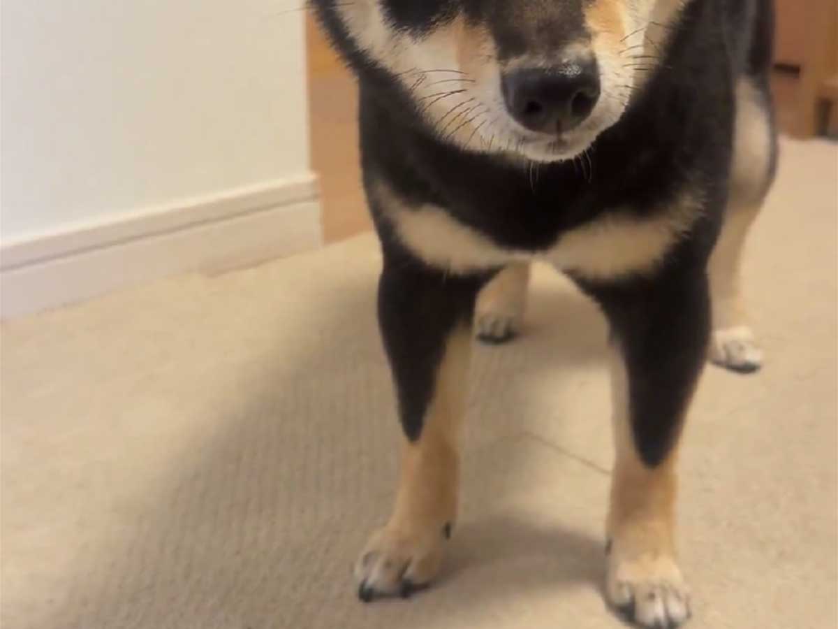 犬の写真