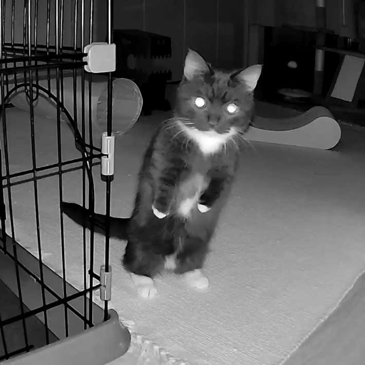 ペットカメラに写りこんだ、２本脚で立つ猫