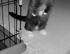 猫の写真