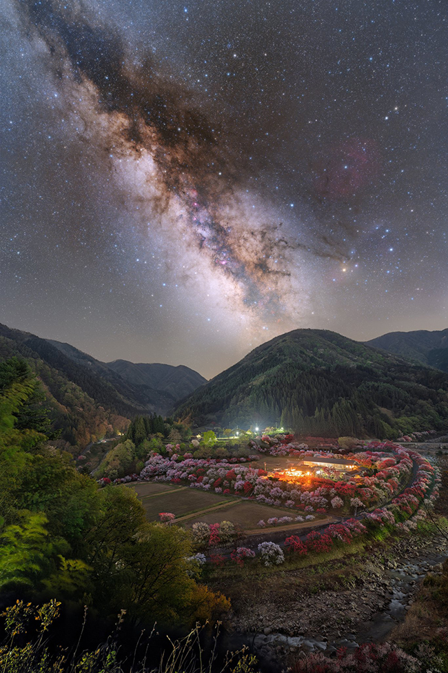 花桃と夜空