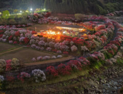 花桃と夜空