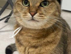 猫の画像