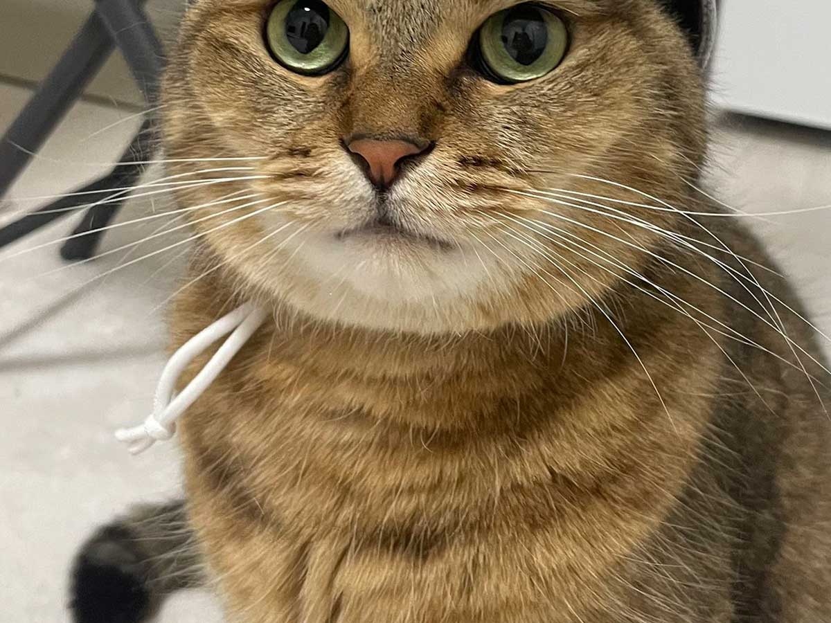 猫の画像