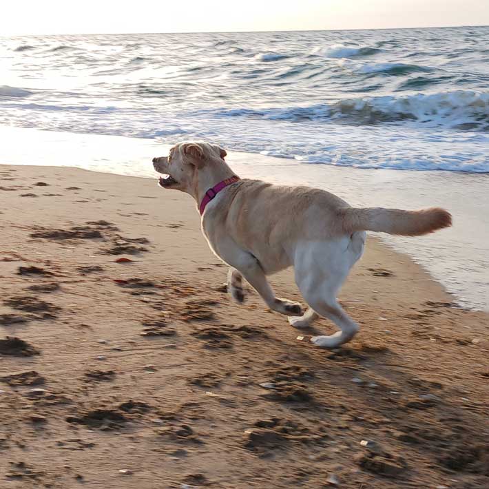犬の画像