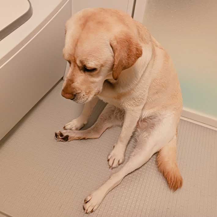 犬の画像