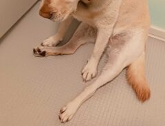 犬の画像