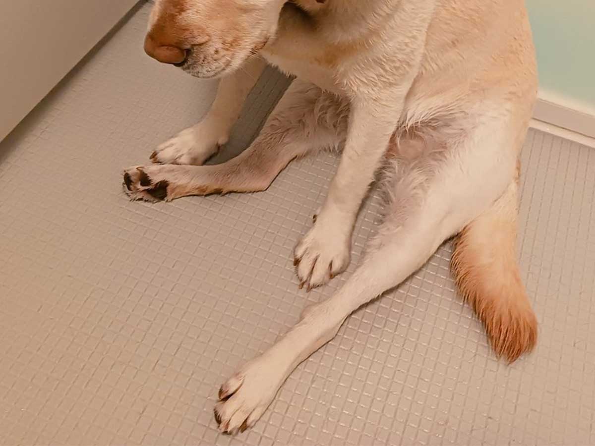 犬の画像