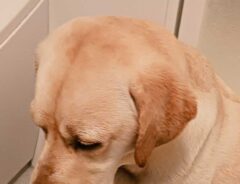 犬の画像