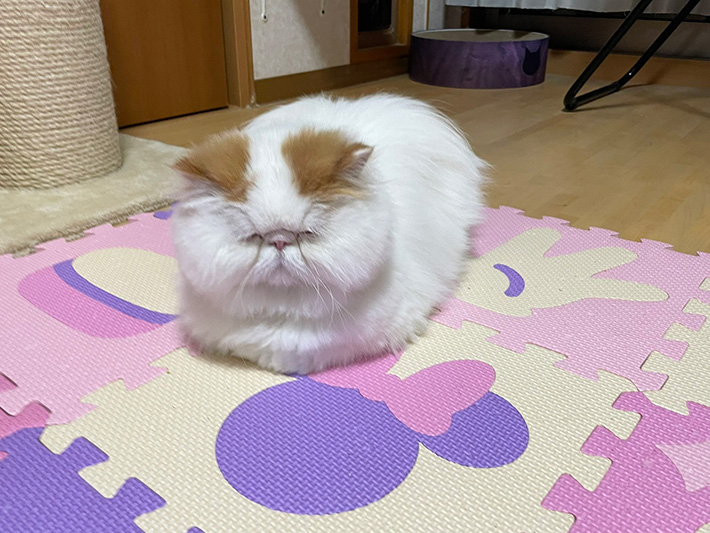 猫の写真