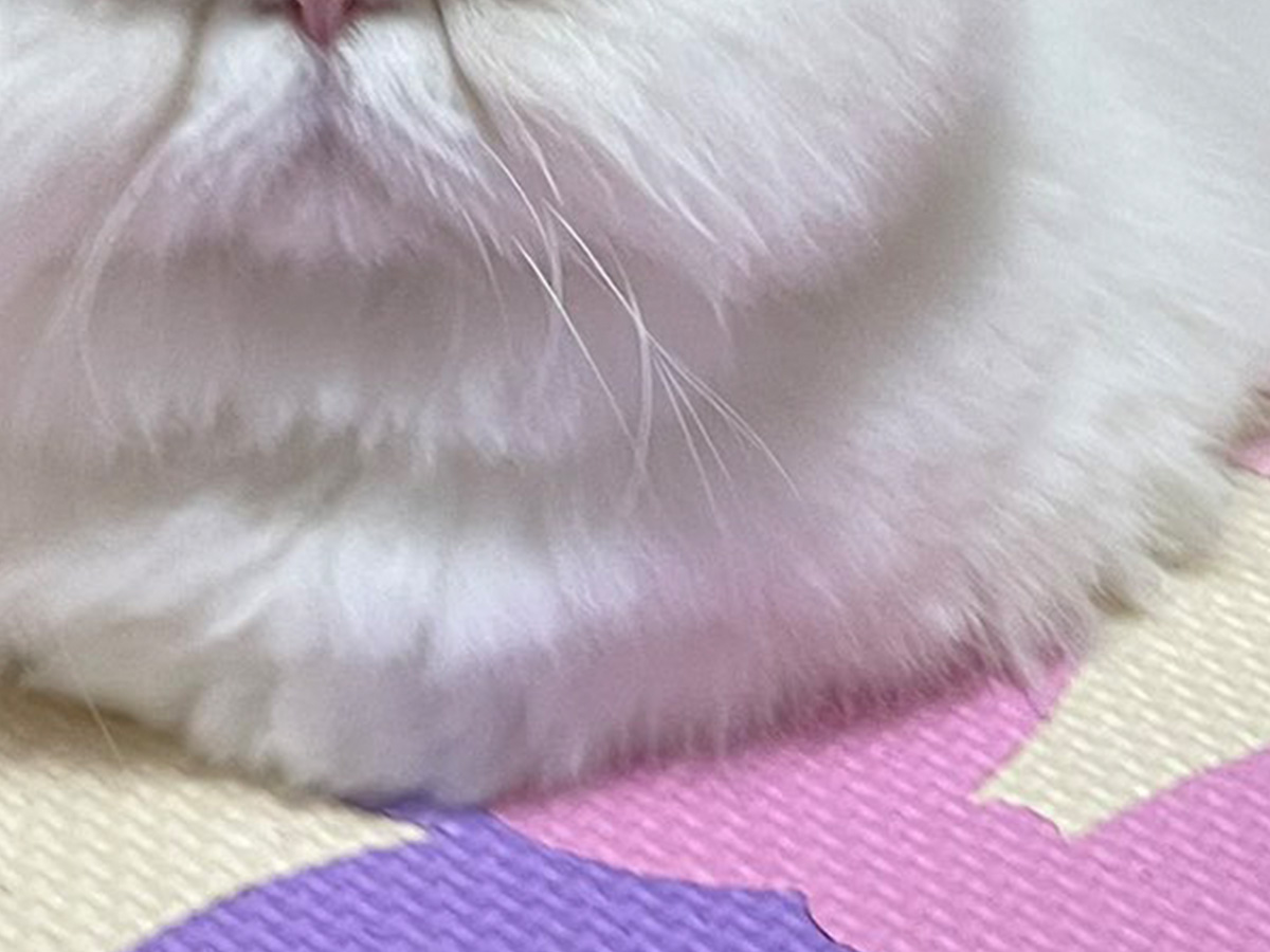 猫の写真