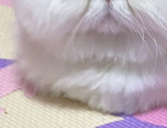 猫の写真