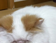 猫の写真
