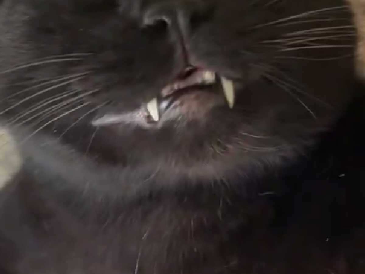 黒猫の写真