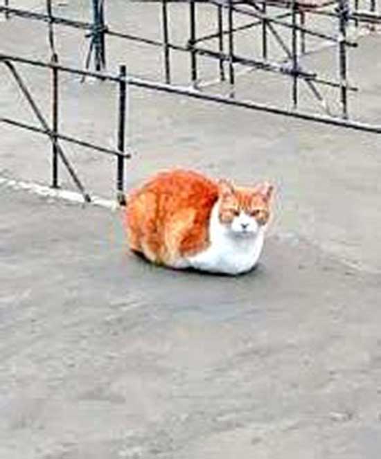 猫の写真