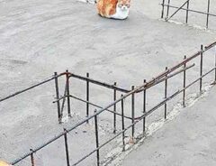 猫の写真