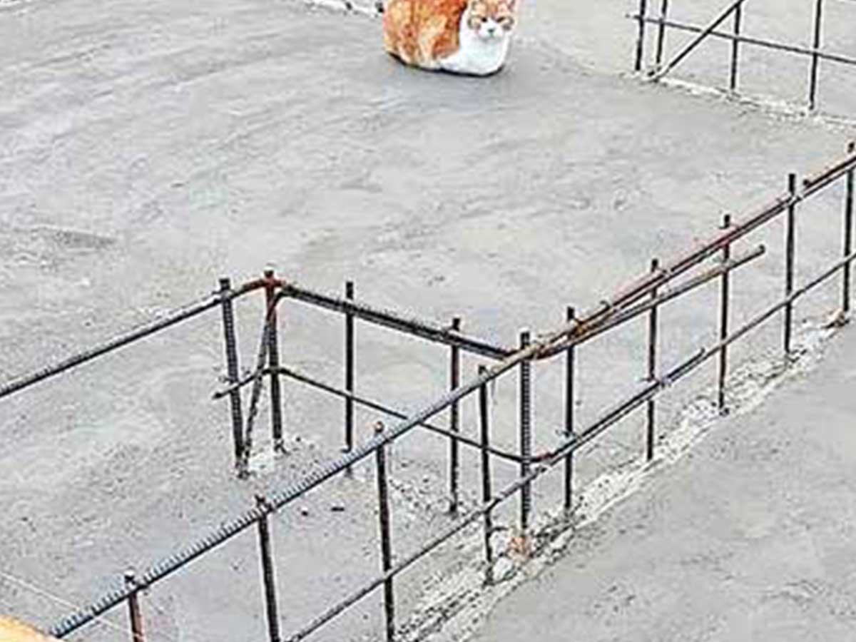 猫の写真