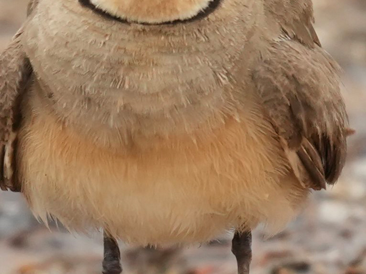 ツバメチドリの写真