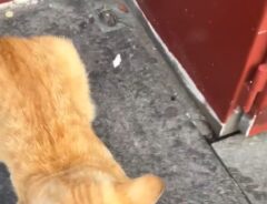 オレンジ色の猫の写真