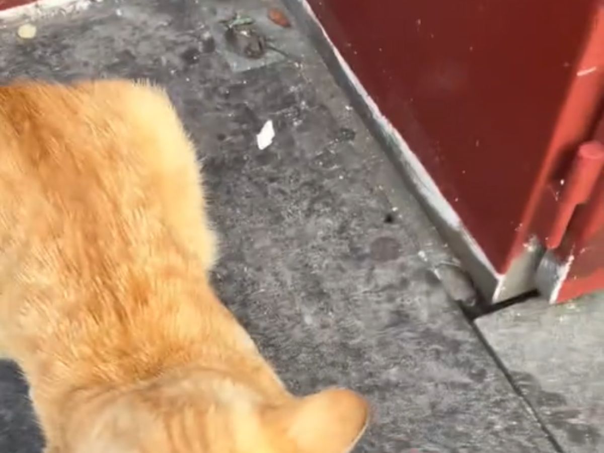 オレンジ色の猫の写真