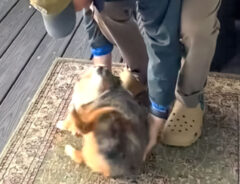 飼い主に抱き上げられる直前の犬の写真