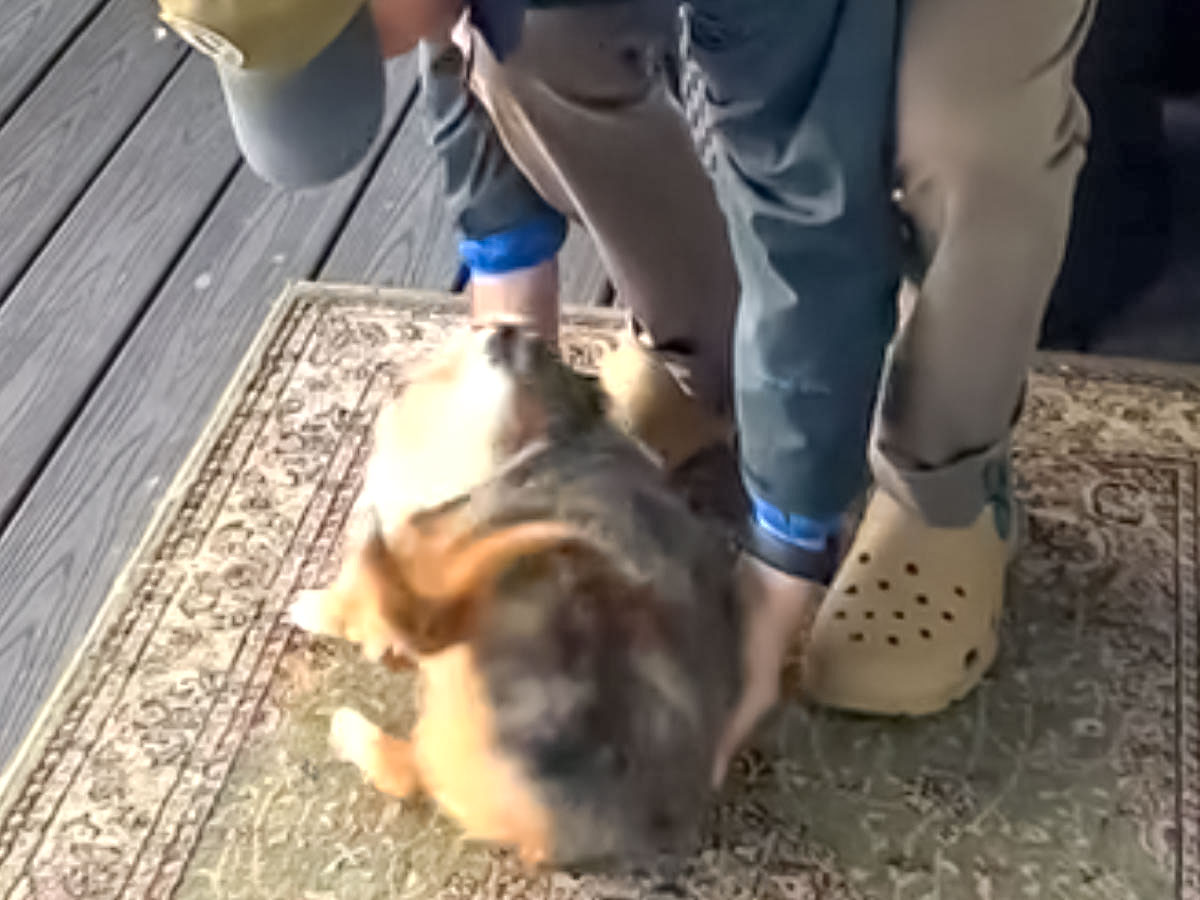 飼い主に抱き上げられる直前の犬の写真