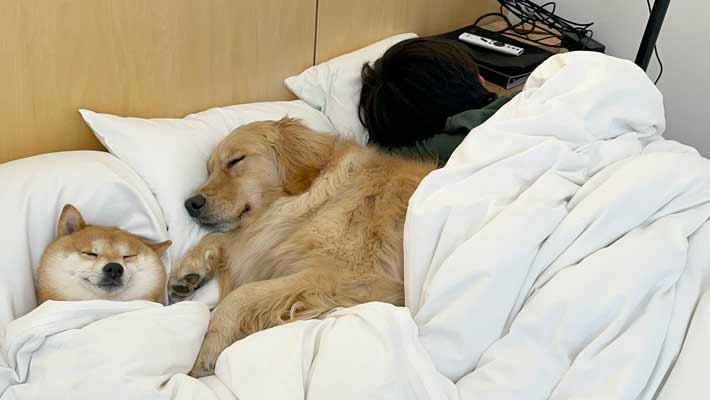 ベッドで寝る犬