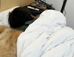 ベッドで寝る犬