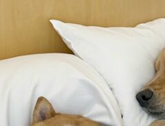 ベッドで寝る犬