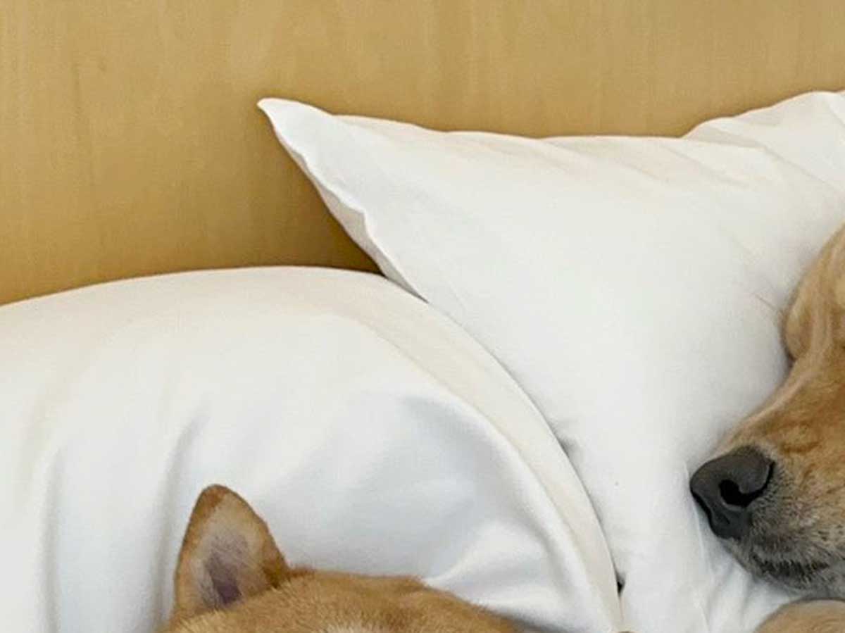ベッドで寝る犬