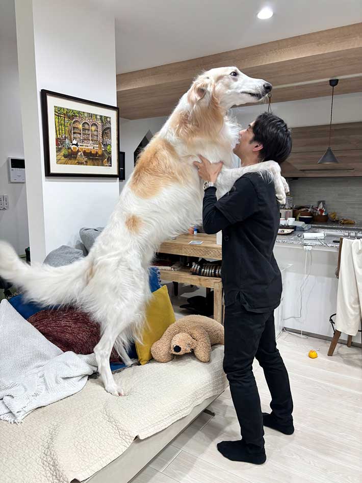 ボルゾイの写真