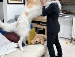 ボルゾイの写真