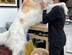ボルゾイの写真