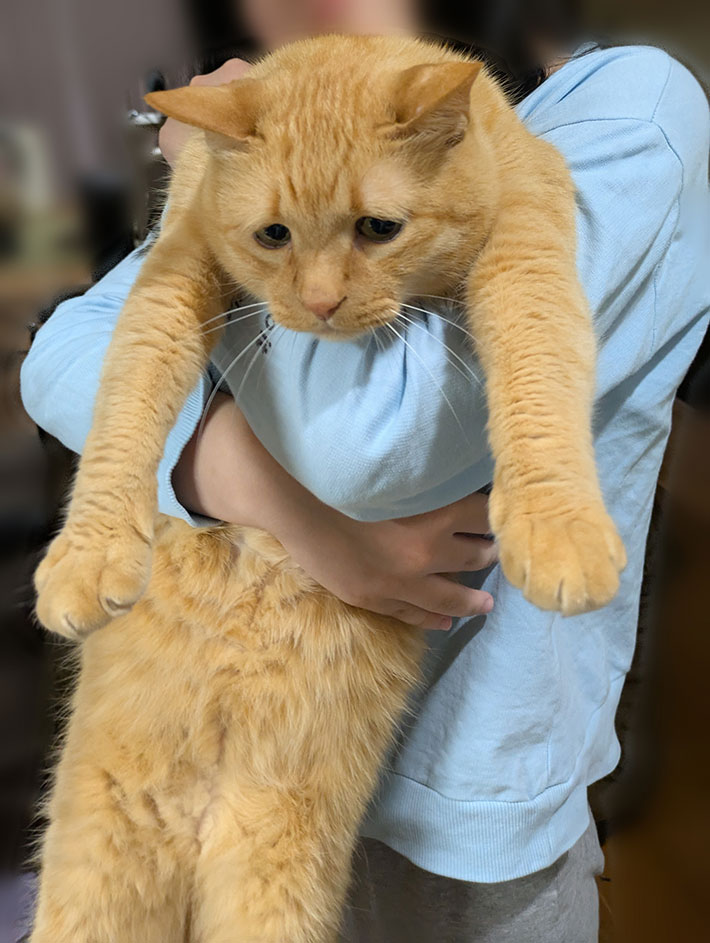 猫の写真
