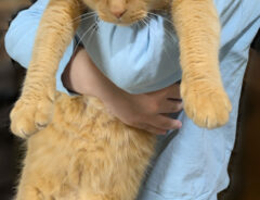 猫の写真