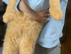猫の写真
