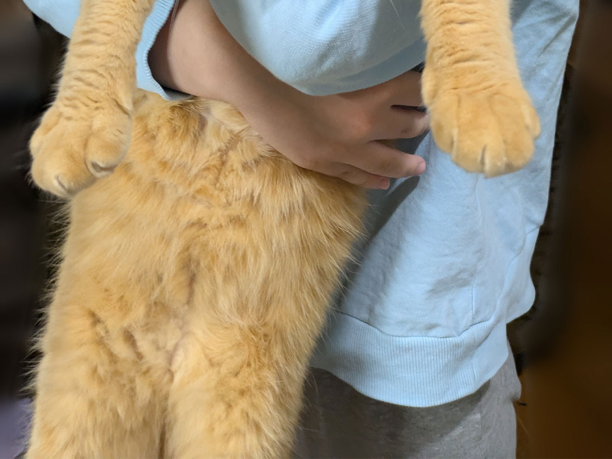 猫の写真