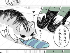 キュルZ（@kyuryuZ）さんが描いた『猫あるある』の漫画